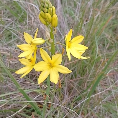 Bulbine bulbosa (Golden Lily) at Jerrabomberra, ACT - 4 Nov 2022 by CallumBraeRuralProperty