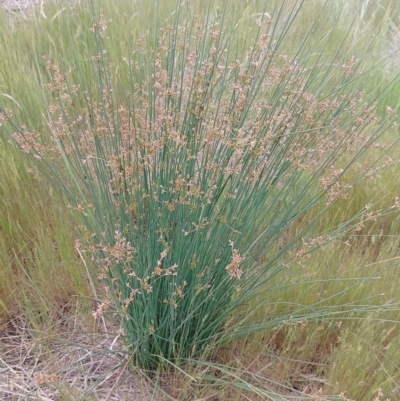 Juncus usitatus (Common Rush) at Jerrabomberra, ACT - 4 Nov 2022 by CallumBraeRuralProperty