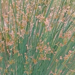 Juncus usitatus at Jerrabomberra, ACT - 4 Nov 2022