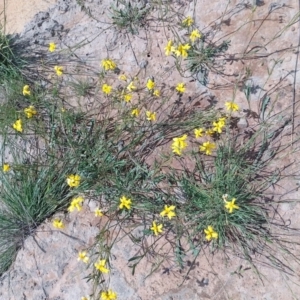 Goodenia pinnatifida at Jerrabomberra, ACT - 4 Nov 2022