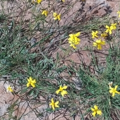 Goodenia pinnatifida at Jerrabomberra, ACT - 4 Nov 2022