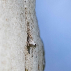 Tamopsis sp. (genus) (Two-tailed spider) at Mount Majura - 29 Oct 2022 by MarkT