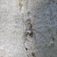 Tamopsis sp. (genus) at Hackett, ACT - suppressed