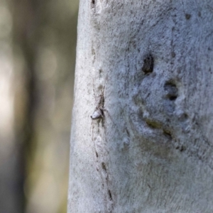 Tamopsis sp. (genus) at Hackett, ACT - suppressed