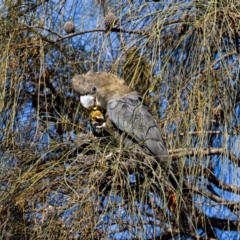 Calyptorhynchus lathami lathami (Glossy Black-Cockatoo) at Mount Majura - 29 Oct 2022 by MarkT