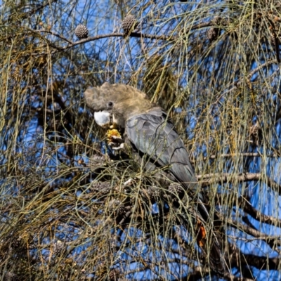 Calyptorhynchus lathami (Glossy Black-Cockatoo) at Mount Majura - 29 Oct 2022 by MarkT