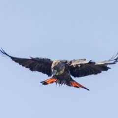 Calyptorhynchus lathami lathami at Hackett, ACT - suppressed