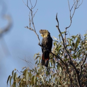 Calyptorhynchus lathami lathami at Hackett, ACT - suppressed