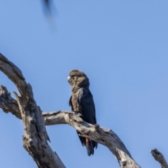 Calyptorhynchus lathami lathami at Hackett, ACT - suppressed