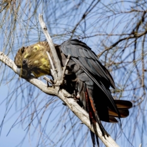 Calyptorhynchus lathami lathami at Hackett, ACT - suppressed