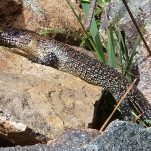 Egernia cunninghami at Molonglo Valley, ACT - 4 Nov 2022 01:56 PM