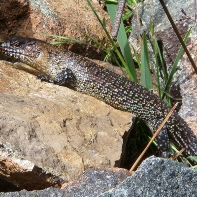 Egernia cunninghami (Cunningham's Skink) at Molonglo Valley, ACT - 4 Nov 2022 by NathanaelC