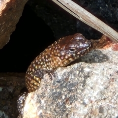 Egernia cunninghami at Molonglo Valley, ACT - 4 Nov 2022