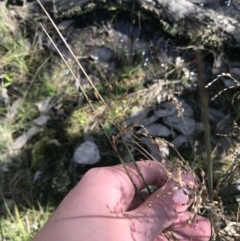 Juncus remotiflorus (A Rush) at Denman Prospect 2 Estate Deferred Area (Block 12) - 11 Sep 2022 by Tapirlord