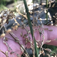 Juncus remotiflorus at Molonglo Valley, ACT - 11 Sep 2022 01:45 PM