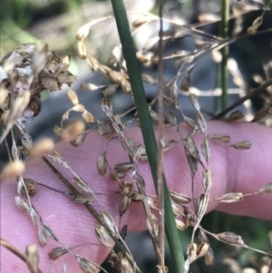 Juncus remotiflorus at Molonglo Valley, ACT - 11 Sep 2022 01:45 PM