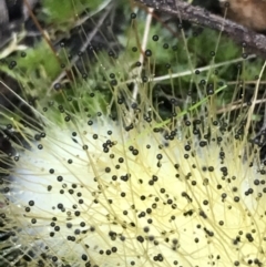 Mucorales at Molonglo Valley, ACT - 11 Sep 2022