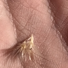 Rytidosperma laeve (Bare-backed Wallaby Grass) at Denman Prospect 2 Estate Deferred Area (Block 12) - 11 Sep 2022 by Tapirlord