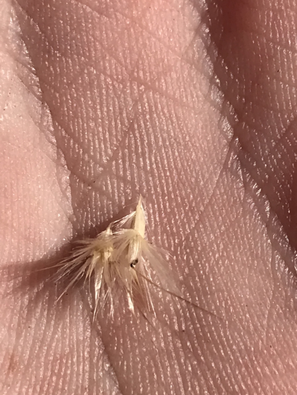 Rytidosperma laeve at Molonglo Valley, ACT - 11 Sep 2022