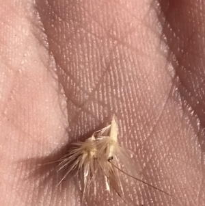 Rytidosperma laeve at Molonglo Valley, ACT - 11 Sep 2022