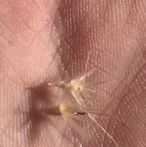 Rytidosperma laeve at Molonglo Valley, ACT - 11 Sep 2022