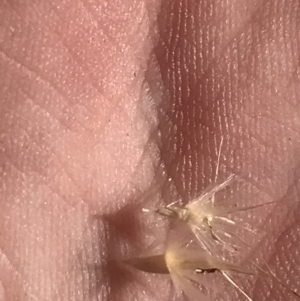 Rytidosperma laeve at Molonglo Valley, ACT - 11 Sep 2022