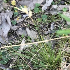 Rytidosperma laeve at Molonglo Valley, ACT - 11 Sep 2022