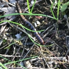 Paradoxosomatidae sp. (family) (Millipede) at Block 402 - 11 Sep 2022 by Tapirlord