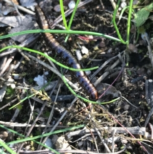 Paradoxosomatidae sp. (family) at Molonglo Valley, ACT - 11 Sep 2022