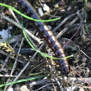 Paradoxosomatidae sp. (family) at Molonglo Valley, ACT - 11 Sep 2022