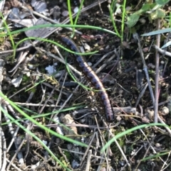 Paradoxosomatidae sp. (family) at Molonglo Valley, ACT - 11 Sep 2022