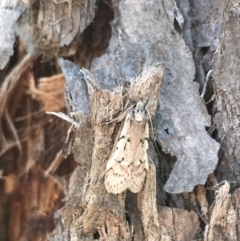 Philobota lysizona (A concealer moth) at Denman Prospect, ACT - 11 Sep 2022 by Tapirlord