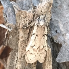 Philobota lysizona at Denman Prospect, ACT - 11 Sep 2022