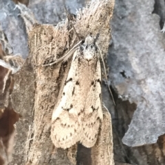 Philobota lysizona at Denman Prospect, ACT - 11 Sep 2022