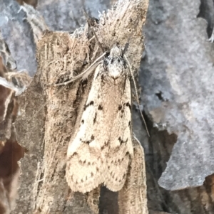 Philobota lysizona at Denman Prospect, ACT - 11 Sep 2022