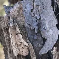 Philobota lysizona at Denman Prospect, ACT - 11 Sep 2022