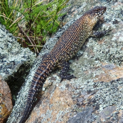 Egernia cunninghami (Cunningham's Skink) at The Pinnacle - 4 Nov 2022 by NathanaelC