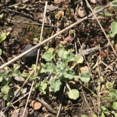 Stuartina muelleri (Spoon Cudweed) at Block 402 - 11 Sep 2022 by Tapirlord