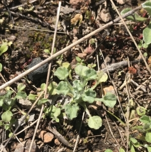 Stuartina muelleri at Molonglo Valley, ACT - 11 Sep 2022