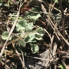 Stuartina muelleri at Molonglo Valley, ACT - 11 Sep 2022