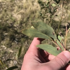 Acacia obliquinervia (Mountain Hickory) at Block 402 - 11 Sep 2022 by Tapirlord