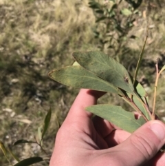 Acacia obliquinervia (Mountain Hickory) at Molonglo Valley, ACT - 11 Sep 2022 by Tapirlord