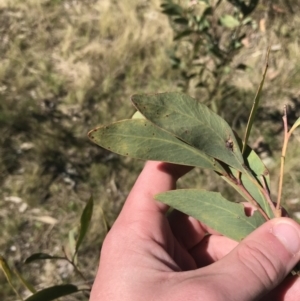 Acacia obliquinervia at Molonglo Valley, ACT - 11 Sep 2022 12:20 PM