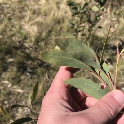 Acacia obliquinervia (Mountain Hickory) at Molonglo Valley, ACT - 11 Sep 2022 by Tapirlord