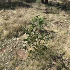 Acacia obliquinervia at Molonglo Valley, ACT - 11 Sep 2022 12:20 PM