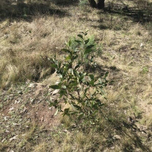 Acacia obliquinervia at Molonglo Valley, ACT - 11 Sep 2022