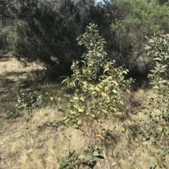 Acacia obliquinervia at Molonglo Valley, ACT - 11 Sep 2022