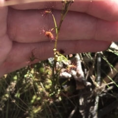 Drosera auriculata (Tall Sundew) at Block 402 - 11 Sep 2022 by Tapirlord