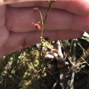 Drosera auriculata at Molonglo Valley, ACT - 11 Sep 2022 12:13 PM