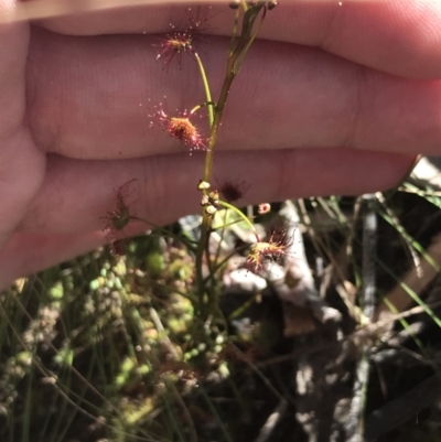 Drosera auriculata (Tall Sundew) at Block 402 - 11 Sep 2022 by Tapirlord